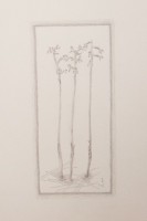 /album/megveheto-rajzok/korallgyoker-corallorhiza-trifida-jpg1/